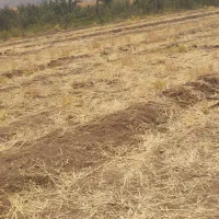 زمین مرغوب نزدیک روستاوچسپیده به جاده اصلی|فروش زمین و ملک کلنگی|دینور, |دیوار