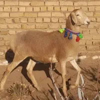 کاور چینی اصیل لختی درشت وقلم دار