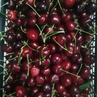 فروش باغ اجیلی