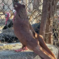 سرخ صرب نروشازده سرور