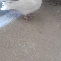 کبوتر نر او ماده|پرنده|ملایر, |دیوار