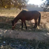 اسب کرد|اسب و تجهیزات اسب‌سواری|چهارباغ, |دیوار