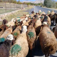 ۳۵تا گوسفند جوان ابستن سنگین|حیوانات مزرعه|سنندج, |دیوار