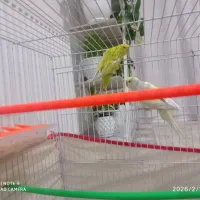 جفت مرغ عشق|پرنده|بیرجند, |دیوار