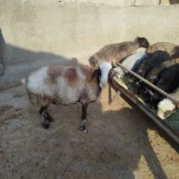 میش|حیوانات مزرعه|فسا, |دیوار