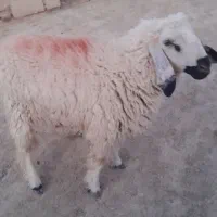 بره نر