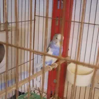 مرغ عشق|پرنده|قم, انسجام|دیوار