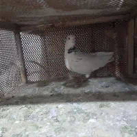 کبوتر|پرنده|صدرا-فارس, فاز ۲|دیوار