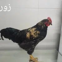 سه عدد خروس چهارماهه خانگی، سالم و سرحال