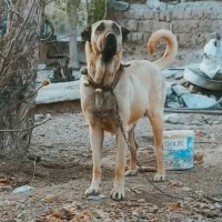 سگ سرابی