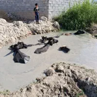 فروش گاو میش|حیوانات مزرعه|جره و بالاده, |دیوار