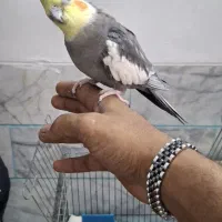 عروس هلندی مولد