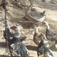 قوغازواردک روسی