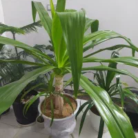 گل ذرتی|گل و گیاه طبیعی|فسا, |دیوار