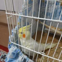 عروس هلندی لوتیتو سخن گو