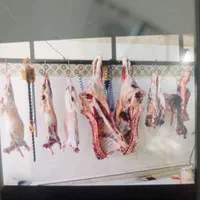 گوسفند زنده|حیوانات مزرعه|کرمان, |دیوار