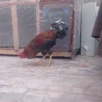 خروس لاری گل باقالی سبزواری