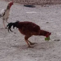 خروس‌