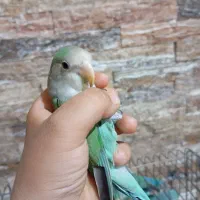 جفت مولد کوتوله برزیلی و جوجه