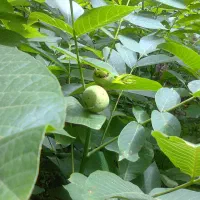 فروش نهال گردوی زود بار ده و مقاوم به سرمای بهاره|خدمات باغبانی و درختکاری|مرند, |دیوار