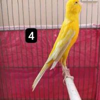 قناری بلند و قناری جفتی سهره