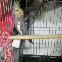 عروس هلندی