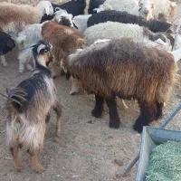 بره نر وماده بزغاله نر وماده اردکان|حیوانات مزرعه|اردکان, |دیوار