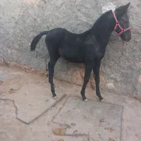 کره اسب مشکی