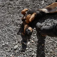 ژرمن ماده|سگ|سبزوار, پیروزی|دیوار