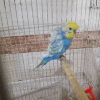مرغ عشق پروانه ای