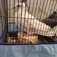 کفتر ماده|پرنده|قم, چهار مردان|دیوار