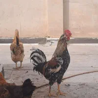مرغ وخروس گلین لری