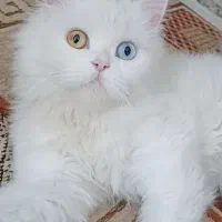 فروش گربه خونگی