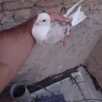 کبوتر یا کفتر