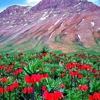 پیداشده