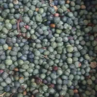 خریدارقسقوان خشک