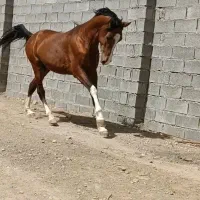 فروش فوری|اسب و تجهیزات اسبسواری|رامشیر, |دیوار