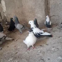 کبوتر (خرامه)|پرنده|شیراز, سعدیه شمالی|دیوار