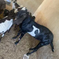 بز پنجاب آبستن