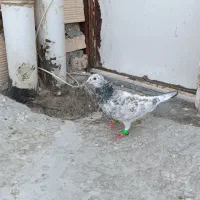 کفتر سار المانی ماده.در چخ کفتر،طور دستی و آبخوری|پرنده|مشهد, کوی دروی|دیوار