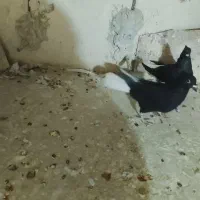 دوتا‌دومصفید‌سیاه‌ماده|پرنده|بجنورد, |دیوار