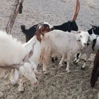 گوسفند بز فروشی