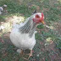 مرغ وخروس محلی