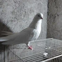 ۳عدد کبوتر عتیقه۲تا جم یدونه قرمزی گوچه|پرنده|آذرشهر, |دیوار