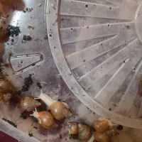 حلزون های البینو|خزنده|کرمانشاه, |دیوار