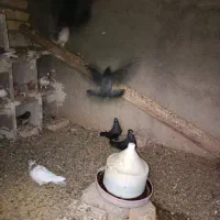 کفتر پروندنی ۲۵۰|پرنده|آران و بیدگل, |دیوار