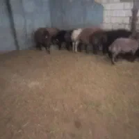 گوسفند|حیوانات مزرعه|کوهدشت, |دیوار