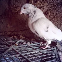 کفتر جوان نر چشم پرتقالی ۵۰۰تومان پرشی پشتک زن