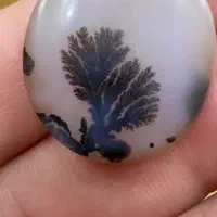 حراج شجر های قائنات با بهترین منظره زیر قیمت|جواهرات|تهران, دریاننو|دیوار