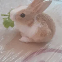 خرگوش